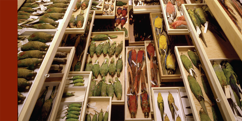 Feather Identification Lab Identity Brochure