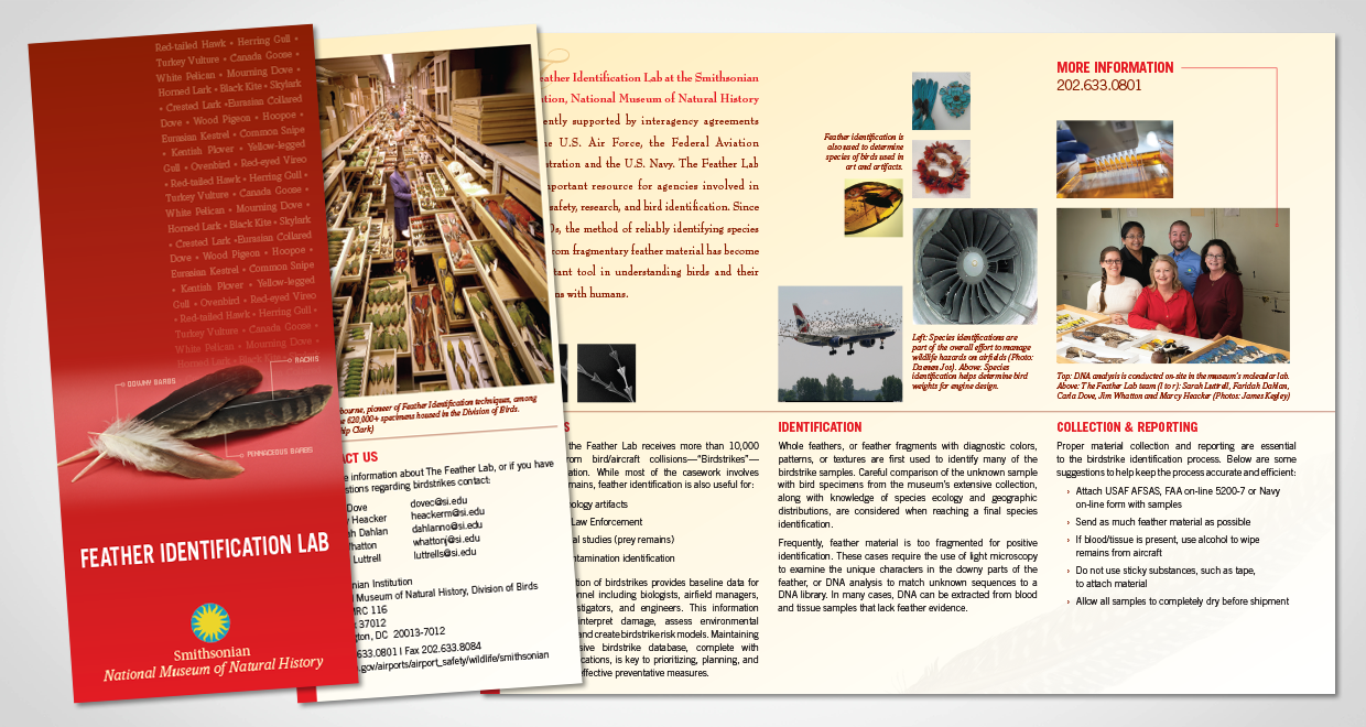 Feather Identification Lab Identity Brochure